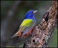 _B211131-1 painted bunting